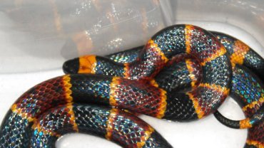 Eastern Coral Snake fact sheet