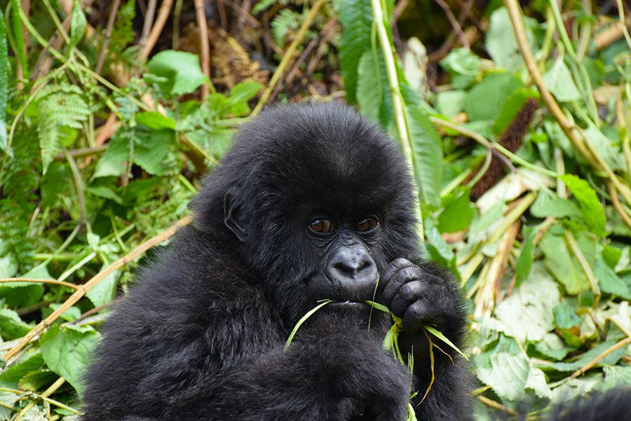 Eastern Gorilla baby