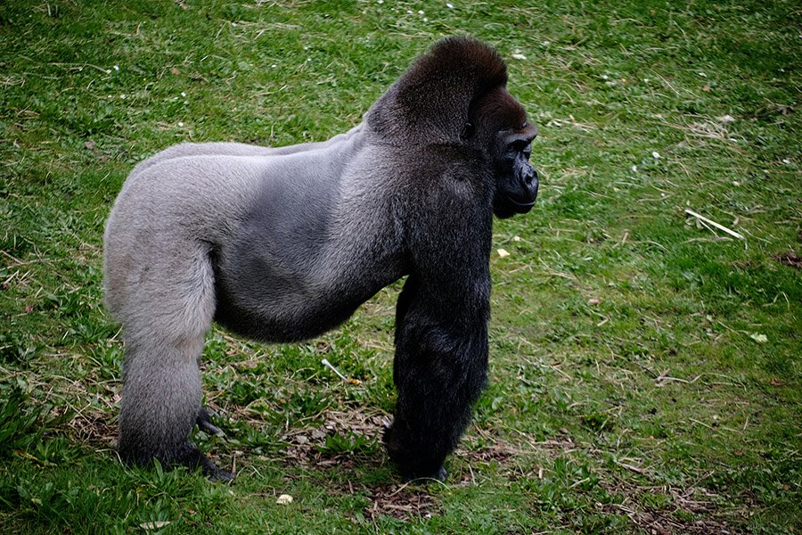 Eastern Gorilla silverback