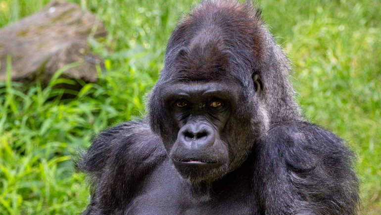 Eastern Gorilla fact sheet