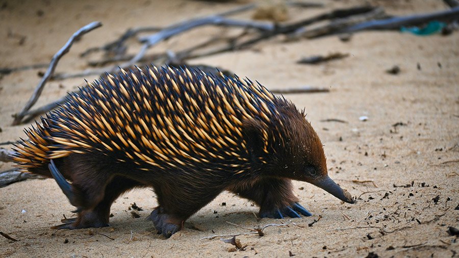 Echidna