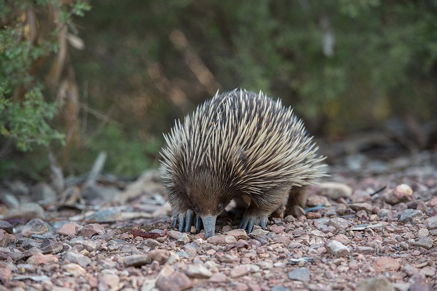 Echidna