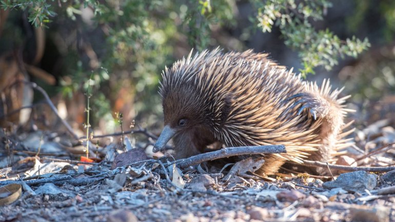 Echidna fact sheet