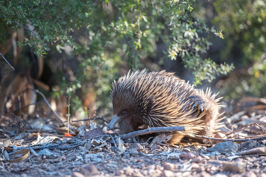 Echidna