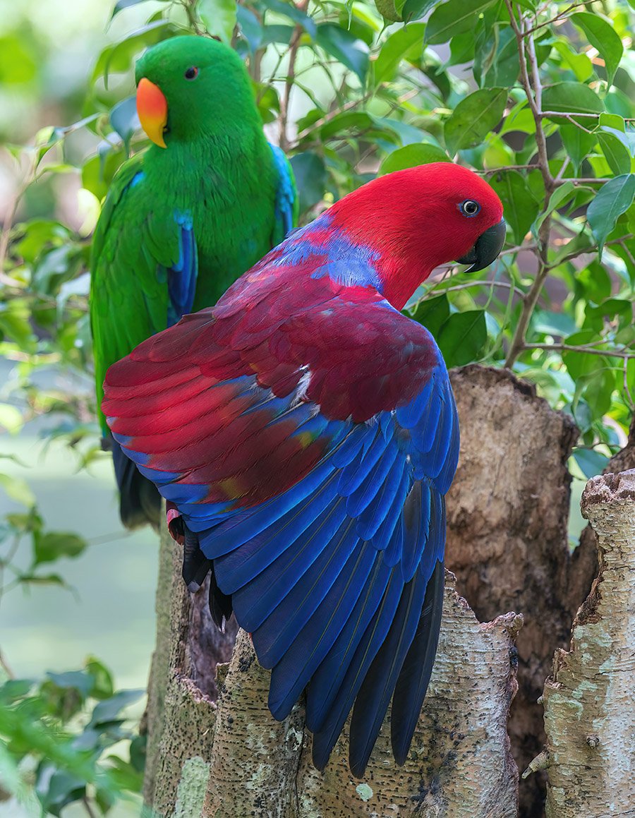 Eclectus Parrot couple