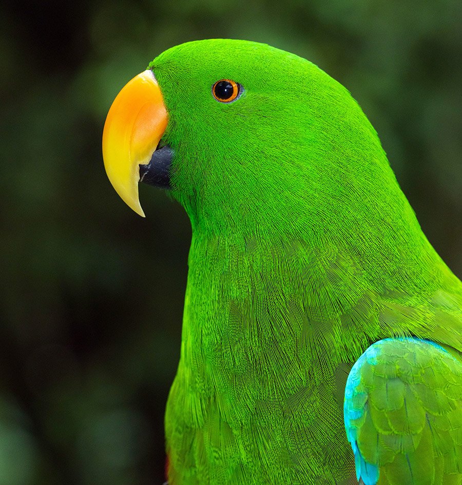 Eclectus Parrot male