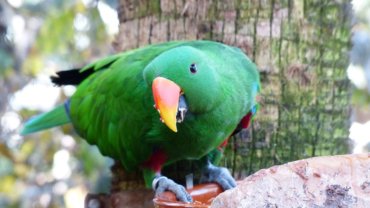 Eclectus Parrot fact sheet