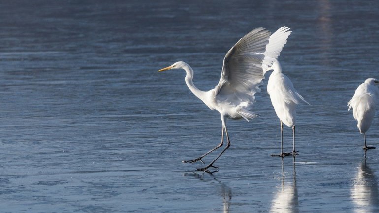 Egret fact sheet