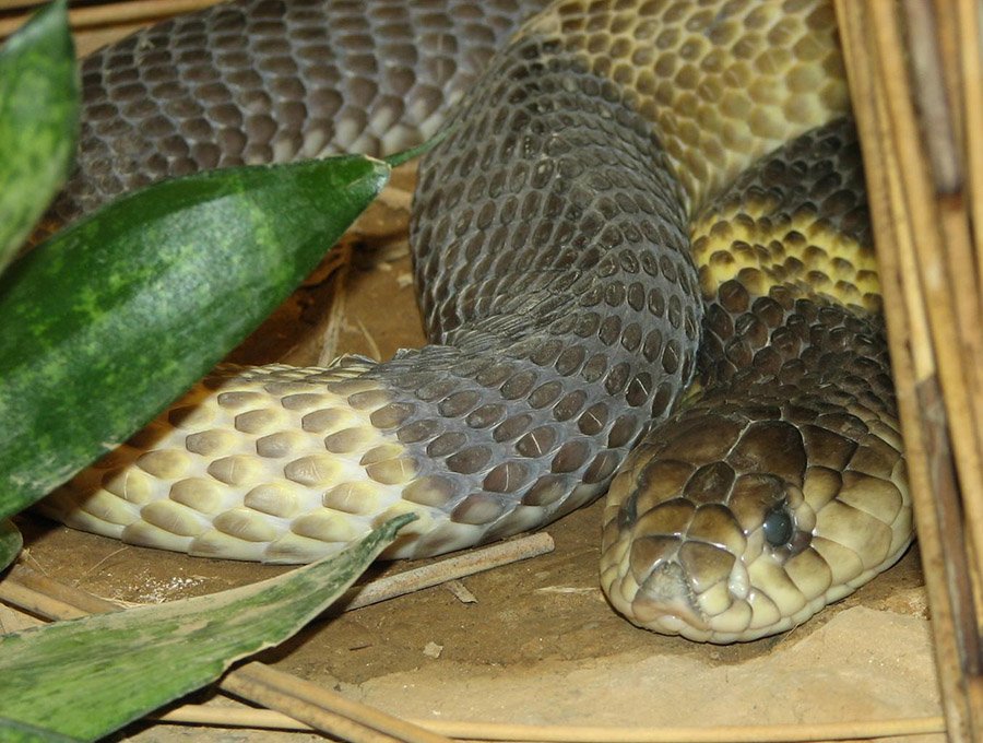 Egyptian Cobra