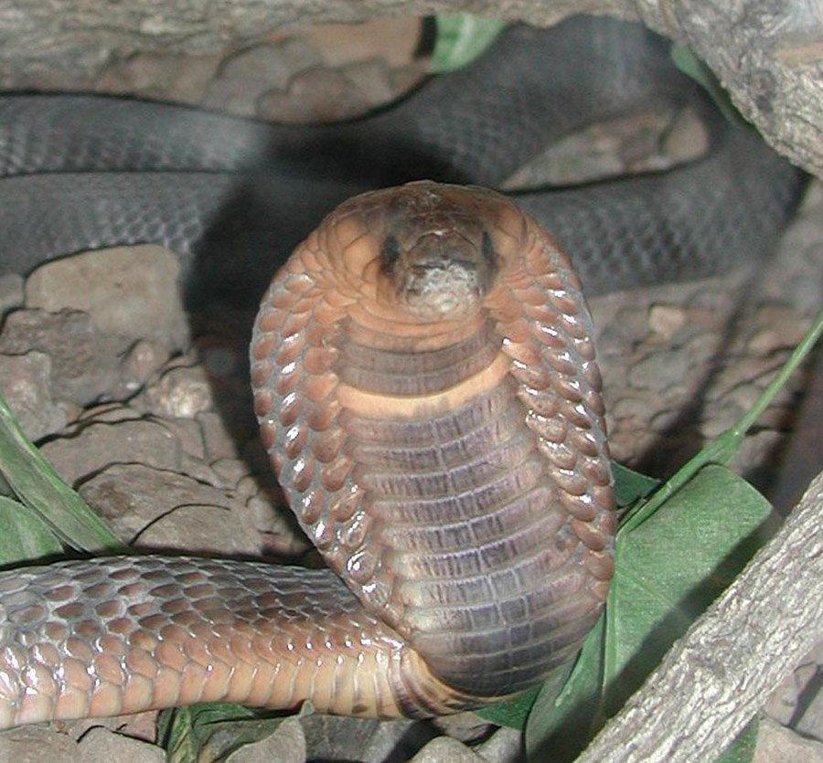 Egyptian Cobra