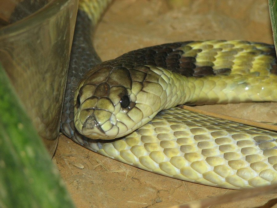 Egyptian Cobra