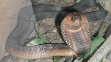 Egyptian Cobra fact sheet