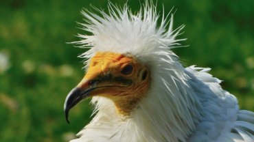 Egyptian Vulture fact sheet