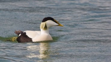 Eider fact sheet