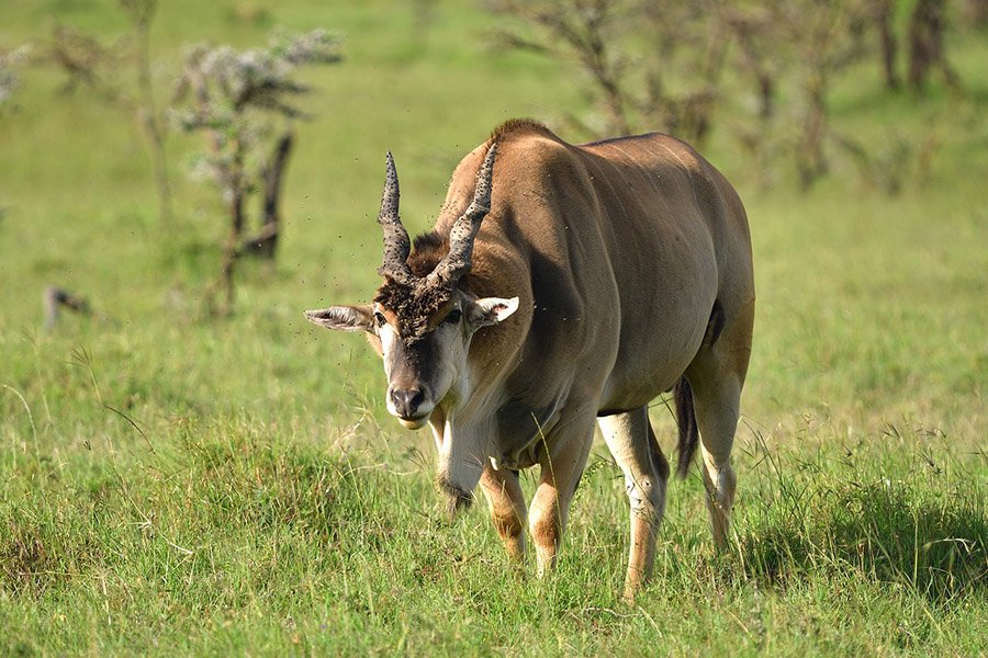 Eland