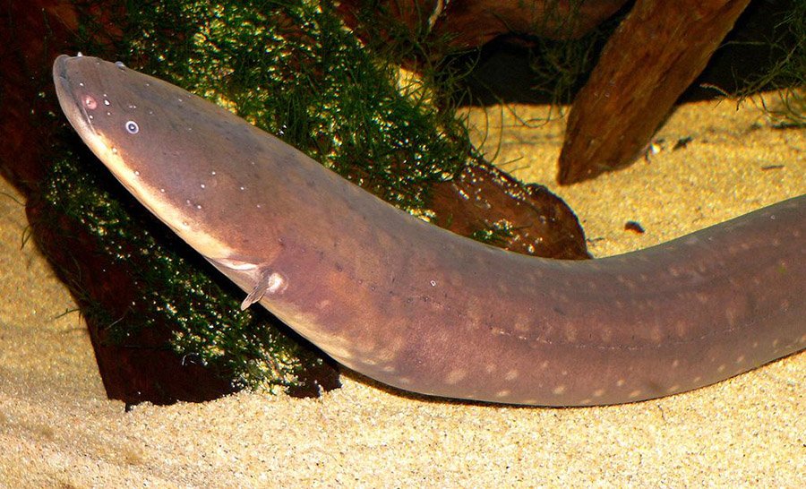 Electric Eel