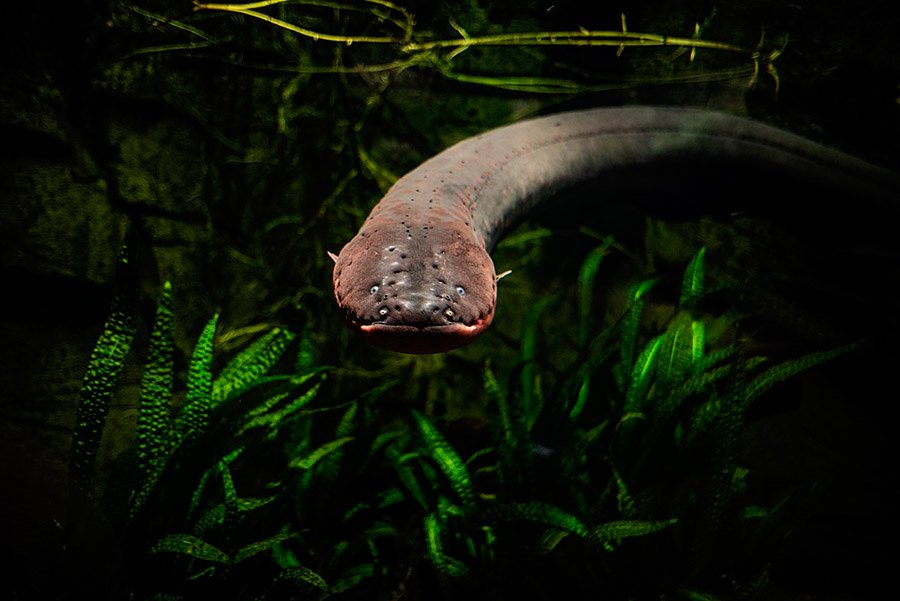 Electric Eel