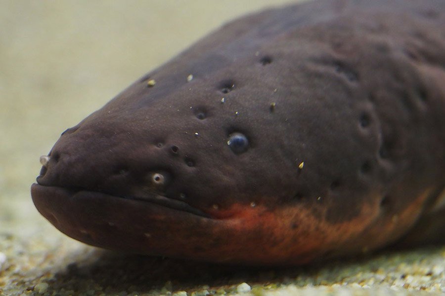 Electric Eel