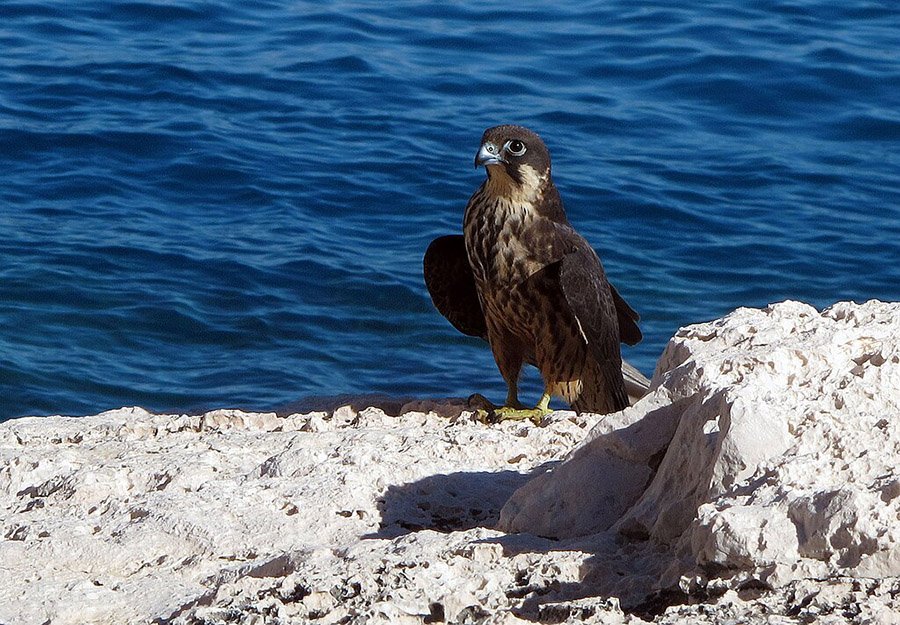 Eleonora's Falcon female