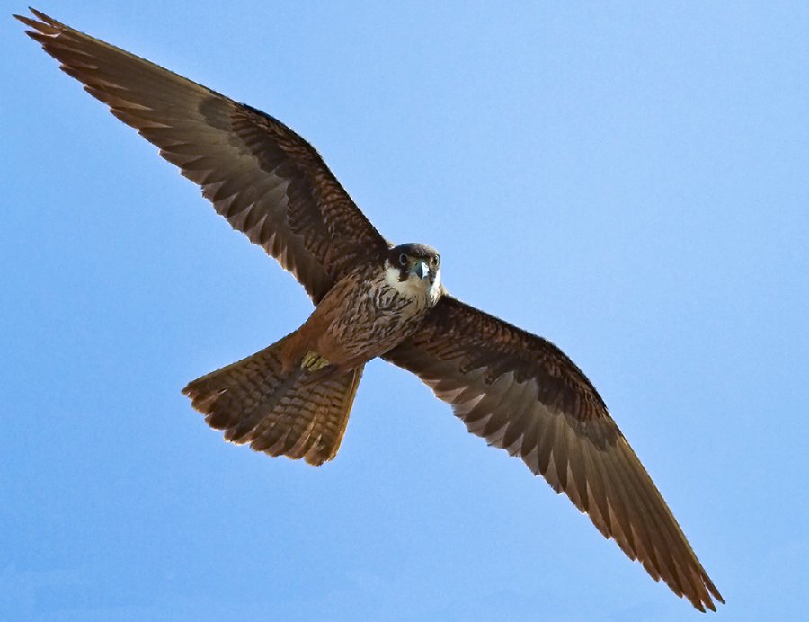 Eleonora's Falcon