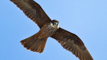 Eleonora's Falcon fact sheet