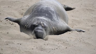 Elephant Seal fact sheet