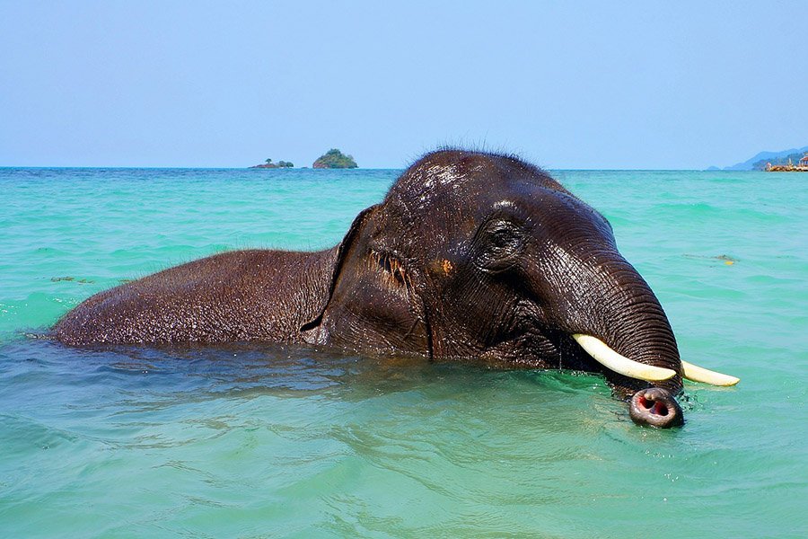 Elephant in water