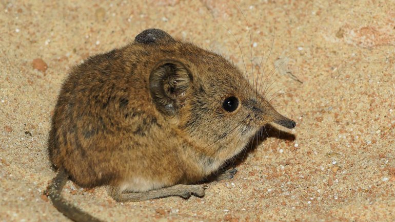 Elephant shrew fact sheet