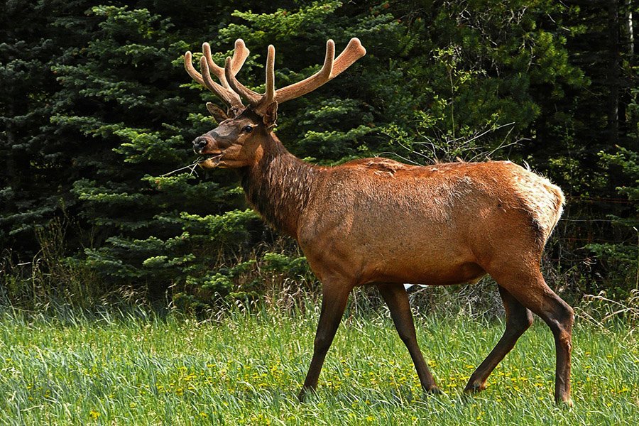 Elk