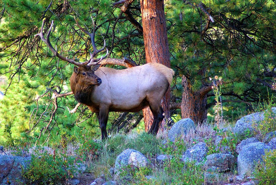 Elk