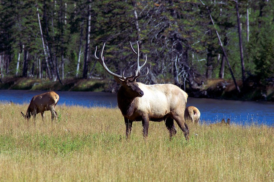 Elk