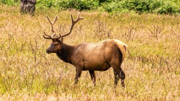 Elk fact sheet