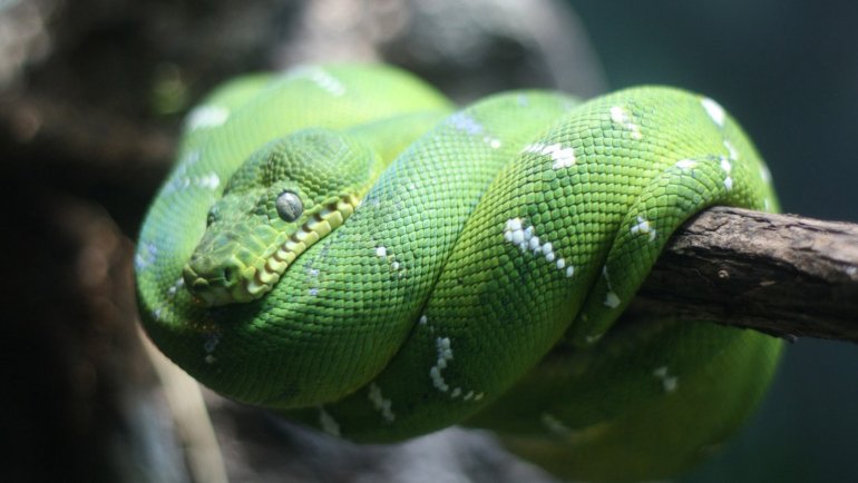 Emerald Tree Boa fact sheet