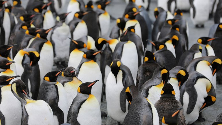 Emperor Penguin fact sheet