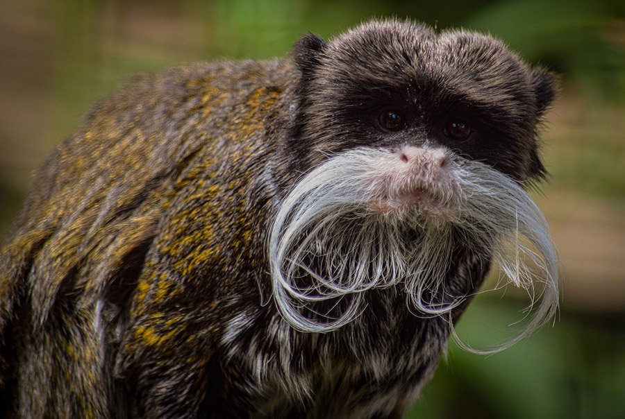 Emperor Tamarin