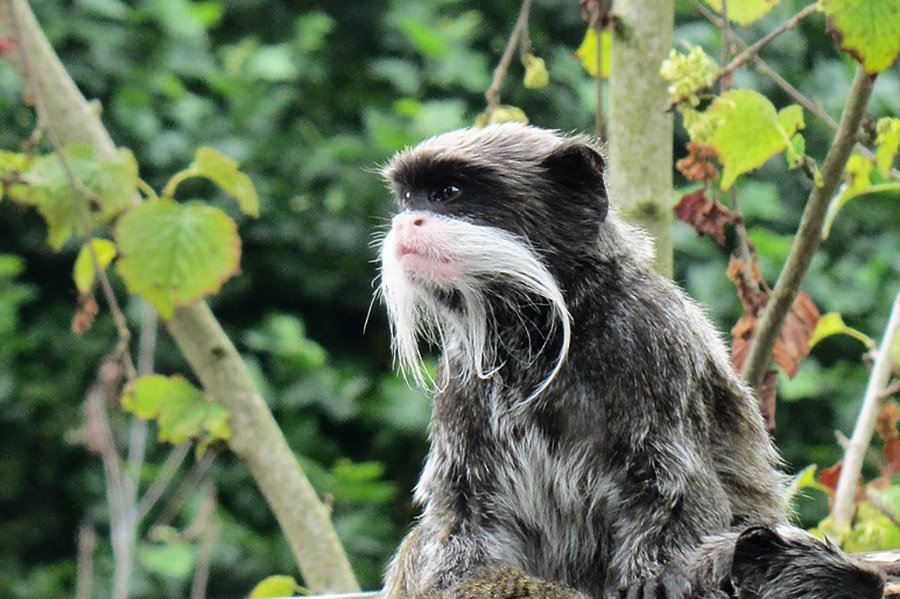 Emperor Tamarin