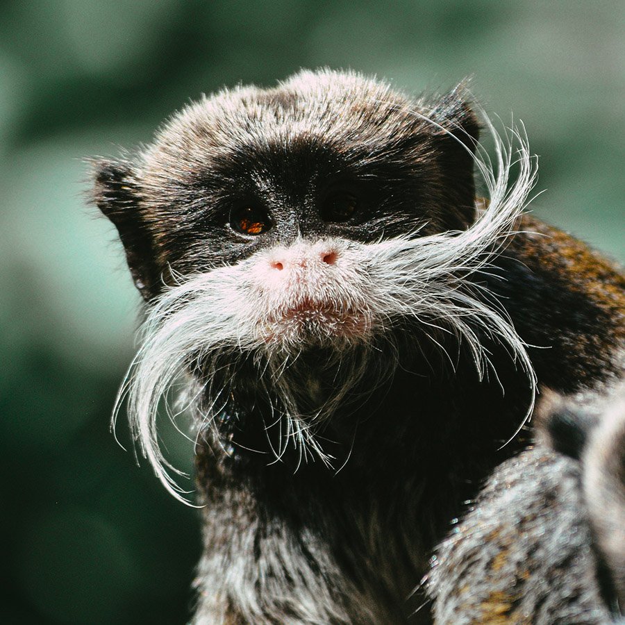 Emperor Tamarin