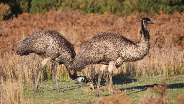 Emu fact sheet