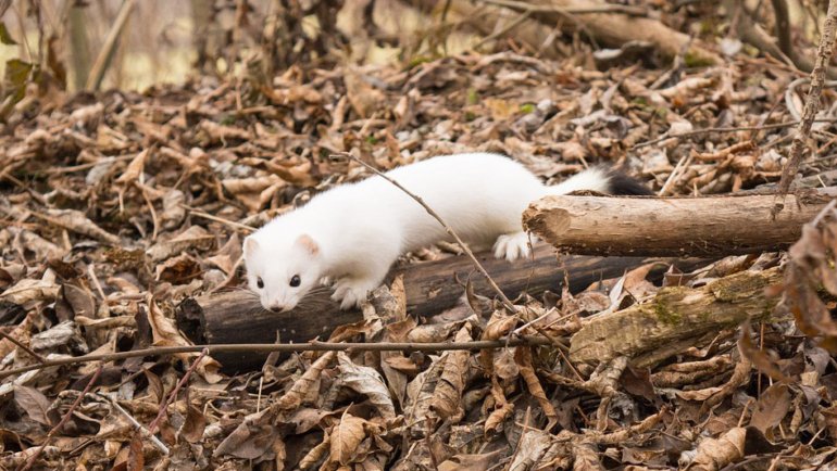 Ermine fact sheet