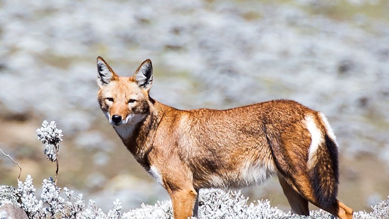 Ethiopian Wolf fact sheet