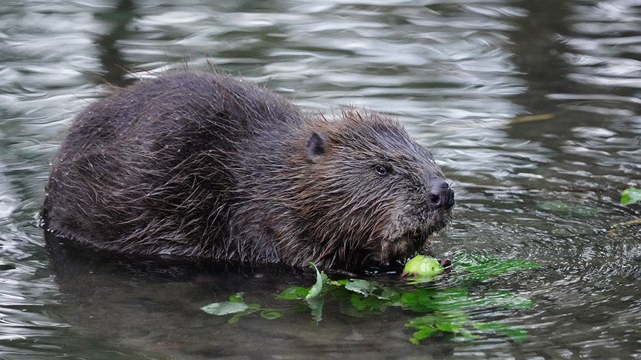 Eurasian Beaver