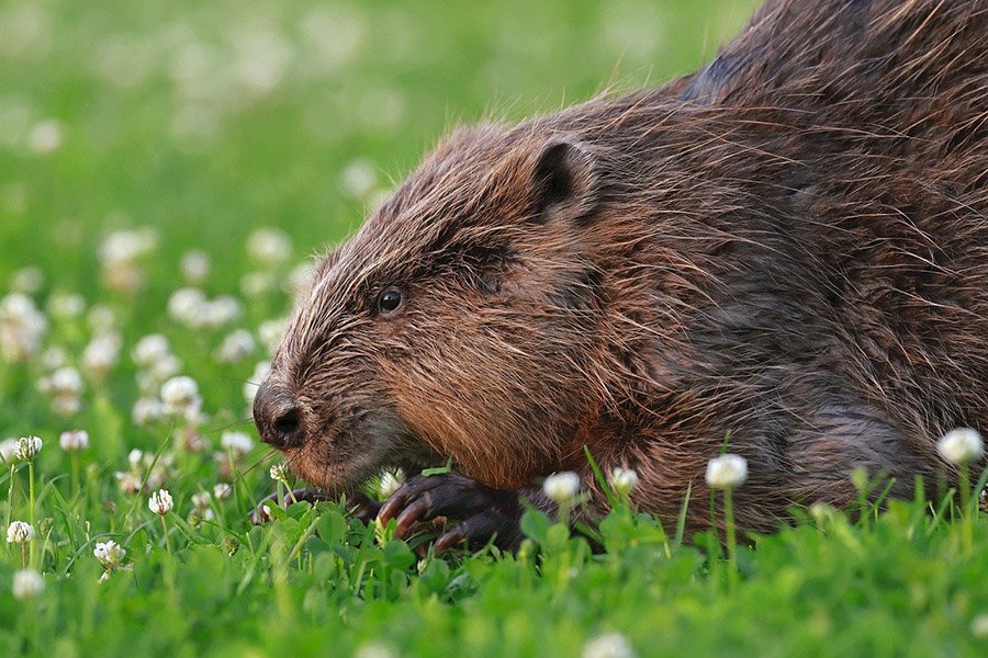 Eurasian Beaver