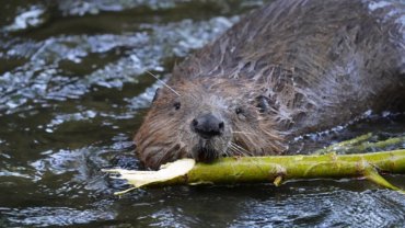 Eurasian Beaver facts sheet