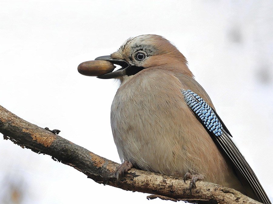 Eurasian Jay