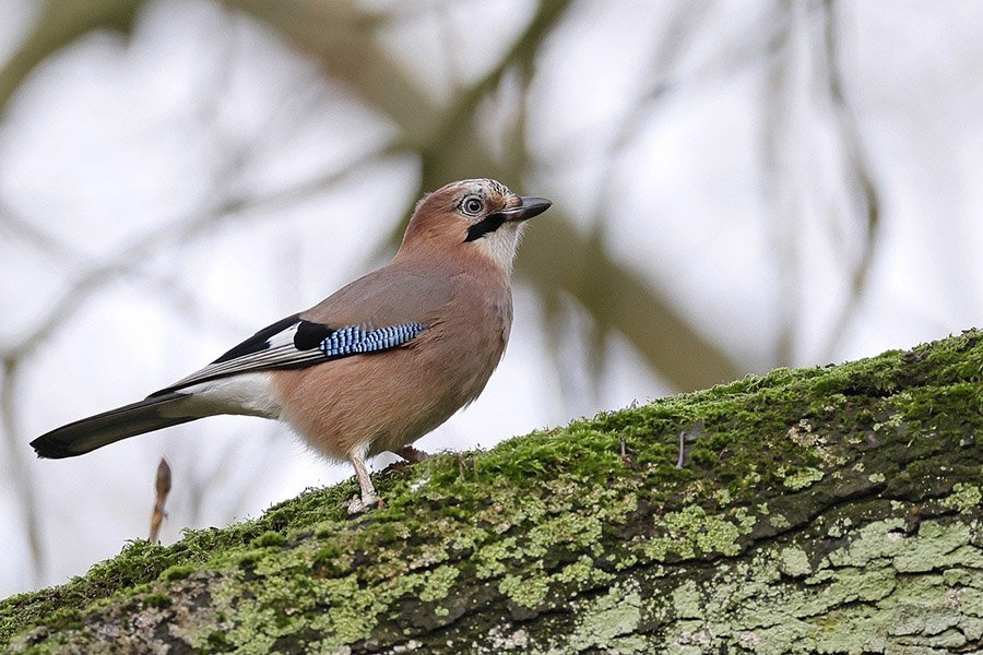 Eurasian Jay