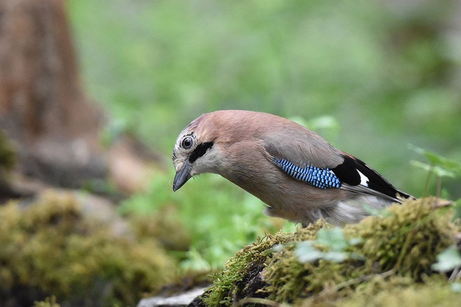 Eurasian Jay