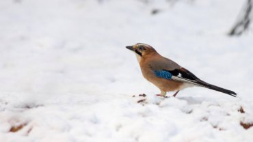 Eurasian Jay fact sheet