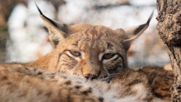 Eurasian Lynx fact sheet