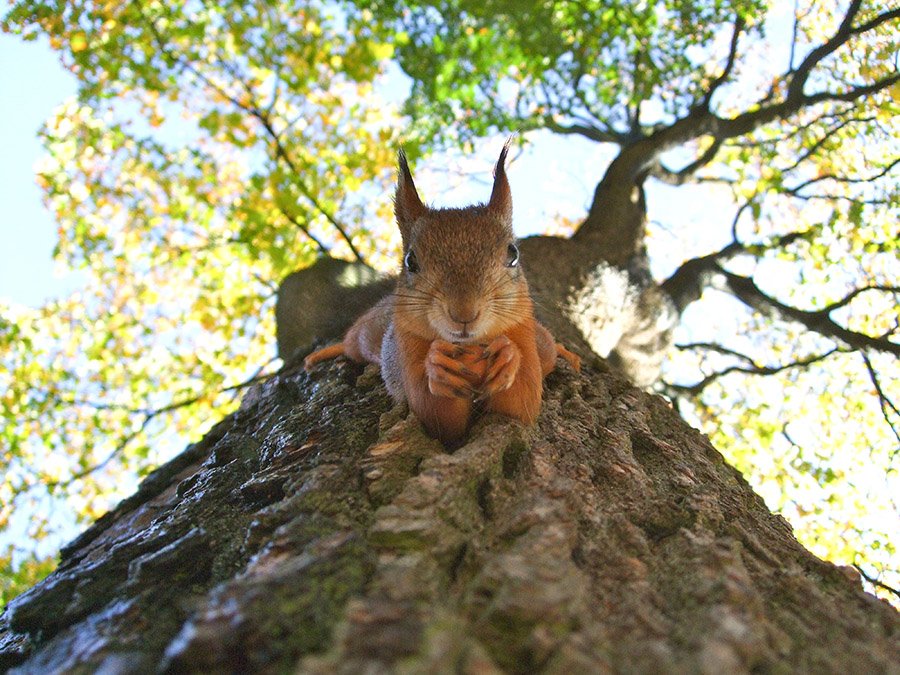 Eurasian Red Squirrel going down a tree