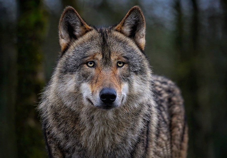 Eurasian Wolf